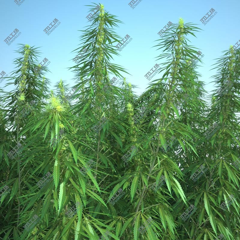 images/goods_img/20210313/Cannabis Sativa Field/1.jpg